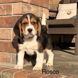 Rosco - Black tan and white male Beagle puppy in Mansfield, Missouri from Rippee Creek Kennel