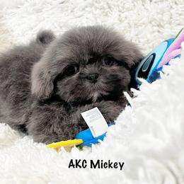 AKC Mickey - Blue male Shih Tzu puppy in Greenville, South Carolina from Babyface Shih Tzu