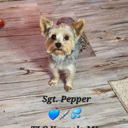 Pepper - Yorkshire Terrier