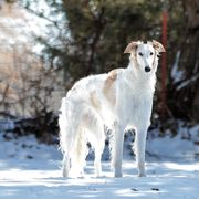 Borzois from MHD Borzoi