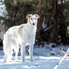 Borzois from MHD Borzoi