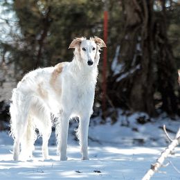 Borzois from MHD Borzoi