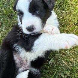 Rocky - Black and white male Border Collie puppy in Dorr, Michigan from Pineview Farm