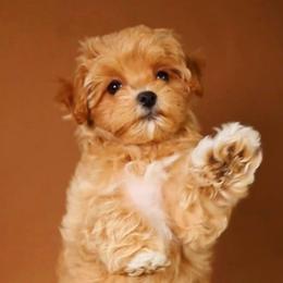 Angel - Cream female Maltipoo puppy in North Port, Florida from Noble Pets