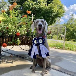 Monet - Weimaraner