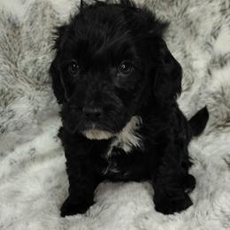 Nash - Black male Goldendoodle puppy in Eau Claire, Wisconsin from Fisher River Doodle's
