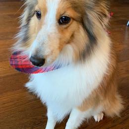 Reveille - Toy Shetland Sheepdog