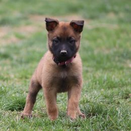 Belgian Malinois Puppies from Grit & Grace Malinois