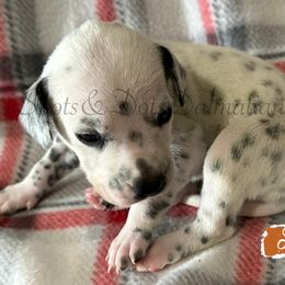 Orange - White and black female Dalmatian puppy in Jacksonville, North Carolina from Spots and Dots Dalmatians