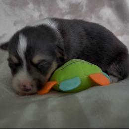 AKC RHT Orange - Black and tan male Pembroke Welsh Corgi puppy in Summerfield, Florida from Promise Land Farm