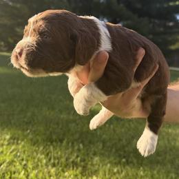 Summit - Liver and white male English Springer Spaniel puppy in Stephens City, Virginia from Legendary Springers