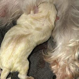 Girl 5 - White female West Highland White Terrier puppy in Loxley, Alabama from Dixieland Westies