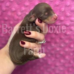 Dashie - Chocolate and cream female Dachshund puppy in Oklahoma City, Oklahoma from Barrett’s Doxie Farm