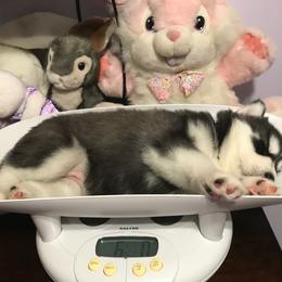 Siberian Husky Puppies from Arctic Circle Kennels