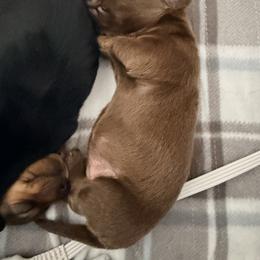 Dachshund Puppies from Jedi Weiner Ranch