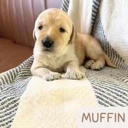 Muffin - Cream female Labradoodle puppy in Lubbock, Texas from Lucky Labradoodles