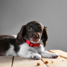 Dachshund Puppies from Chocolat &  Créme doxies