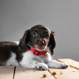 Dachshund Puppies from Chocolat &  Créme doxies