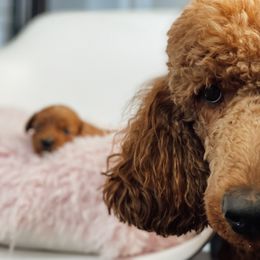 Aussiedoodle and Goldendoodle Puppies from Garside Doodles