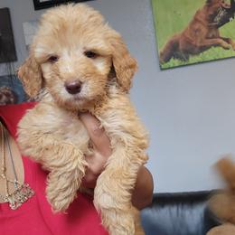 Libby - Apricot female Goldendoodle puppy in Milwaukwe, Wisconsin from Wisconsin Doodles