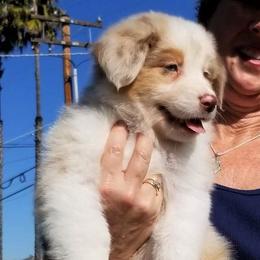 Australian Shepherd Puppies from Red Forrest Australian Shepherds