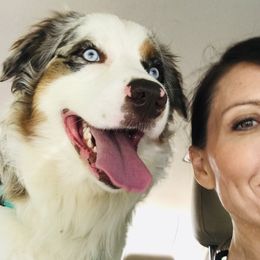 Australian Shepherd Puppies from Thousand Hills Australian Shepherds