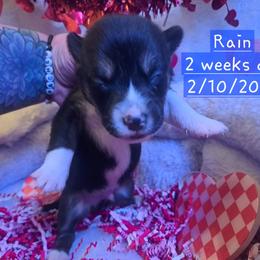 Pembroke Welsh Corgi and Siberian Husky Puppies from Regal Huskies of the Carolinas