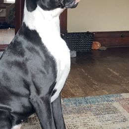 Boxers from Rorschach Boxers