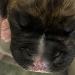 Girl 4 - Brindle Boxer puppy in Wichita Falls, Texas from Grammy’s Boxer Babies