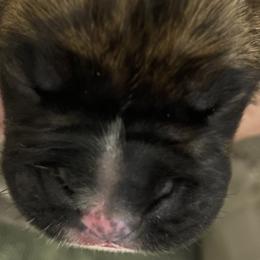 Girl 4 - Brindle Boxer puppy in Wichita Falls, Texas from Grammy’s Boxer Babies