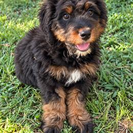 Acadia - Phantom female Bernedoodle puppy in Travelers Rest, South Carolina from Bernedoodle.do
