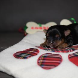 Boy 2 - Black and tan male Yorkshire Terrier puppy in Carmichael, California from Mckeever's Yorkies