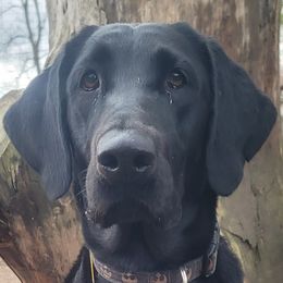 Iella - Labrador Retriever