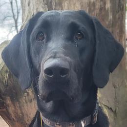 Iella - Labrador Retriever