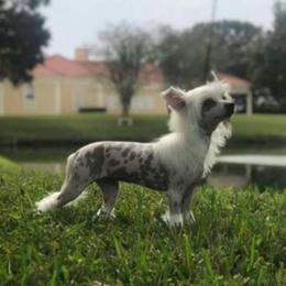Dolly - Chinese Crested