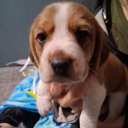 Teddy - White black and tan male Beagle puppy in East Providence, Rhode Island from Amanda's Beagles