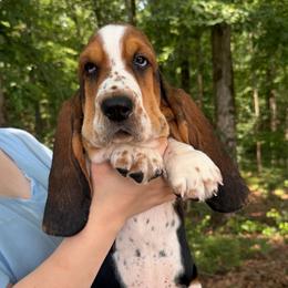 Abu - Black brown and white male Basset Hound puppy in Red Bay, Alabama from Maple Street Bassets