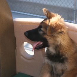 Shiloh Shepherd Puppies from Solace Shilohs