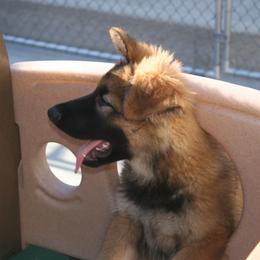 Shiloh Shepherd Puppies from Solace Shilohs