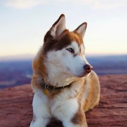 Siberian Husky All Grown Up from Charlie Stone's Siberian Huskies