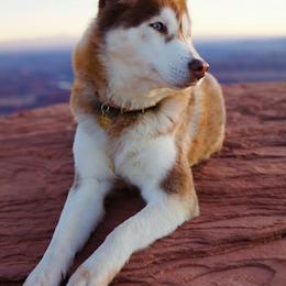 Siberian Husky All Grown Up from Charlie Stone's Siberian Huskies