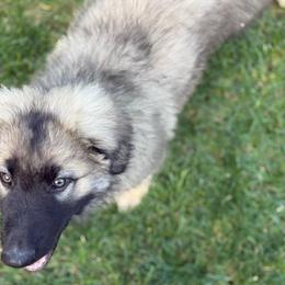 Huntsman (Light Blue) - Gray sable male Shiloh Shepherd puppy in Vancouver, Washington from North By Northwest Shilohs “NBNW”
