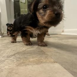 Yorkshire Terrier Puppies from PUPS “ R” US