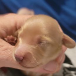 BOY 1 - Cream male Dachshund puppy in Fort Worth, Texas from Chadwick Farms Mini Dachshunds