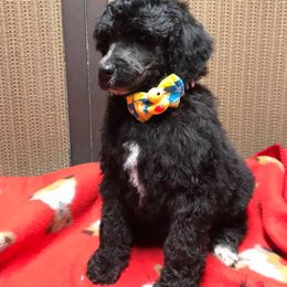 Poodle Puppies from PaintersPreciousPoodles