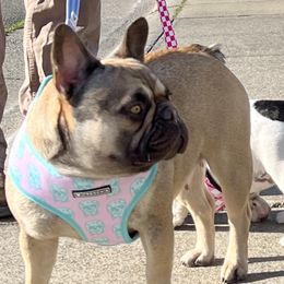 Sadie - French Bulldog