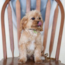 Basil - Red male Cavapoo puppy in Springtown, Texas from North Texas Puppies