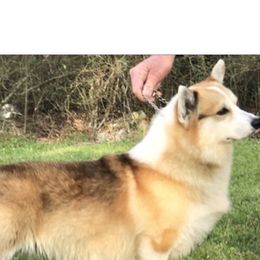 kracken - Pembroke Welsh Corgi