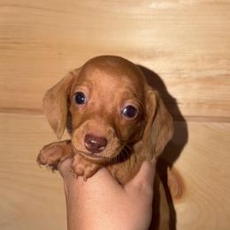 Copper - Red male Dachshund puppy in Washburn, Tennessee from Broken Arrow Miniature Dachshunds