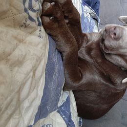Daisy  - Labrador Retriever
